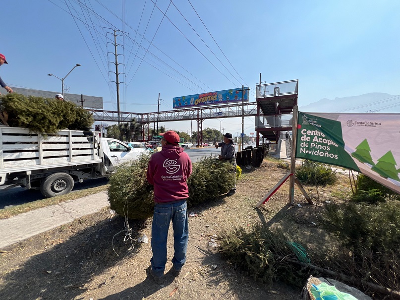 Instalan en Santa Catarina centros de acopio para pinos navideños