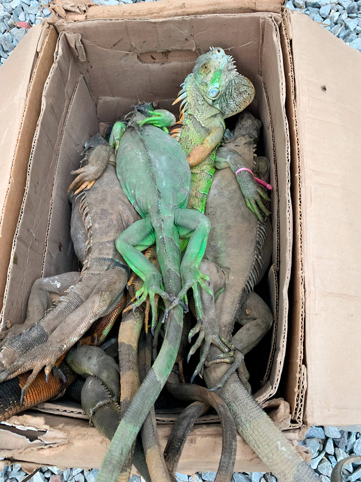 Recuperan 192 iguanas verdes saqueadas en Oaxaca