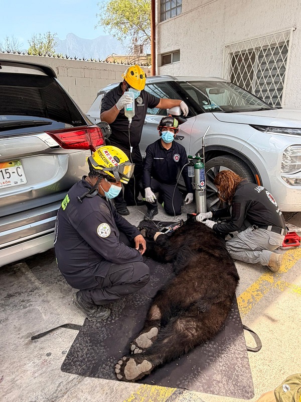 Captura Grupo Jaguares de Santa Catarina a un oso
