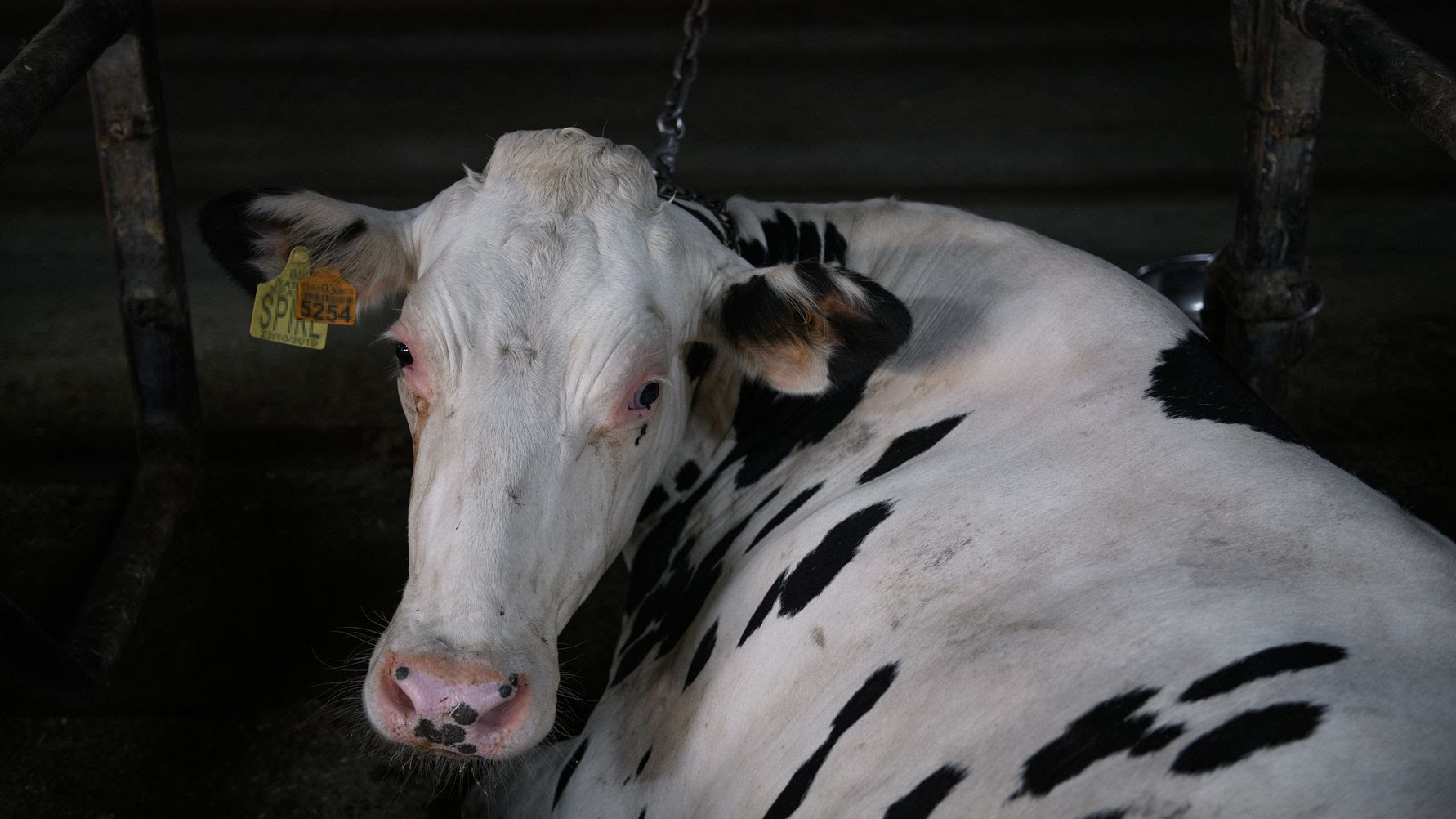 Senado aprueba Ley General de Bienestar Animal; pasa a Diputados